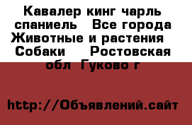 Кавалер кинг чарль спаниель - Все города Животные и растения » Собаки   . Ростовская обл.,Гуково г.